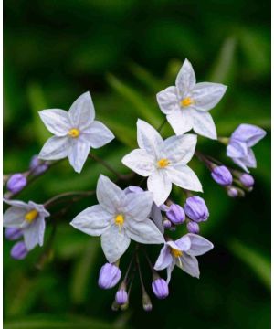 Solanum jasminoides Bleu