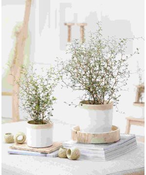 Sophora Little Baby