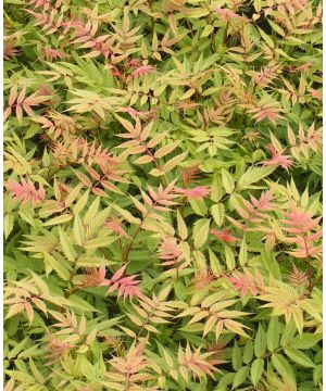 Sorbaria sorbifolia Sem
