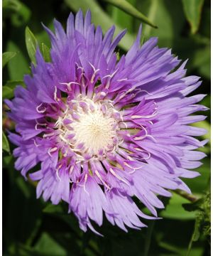 Stokesia Klaus Jelitto
