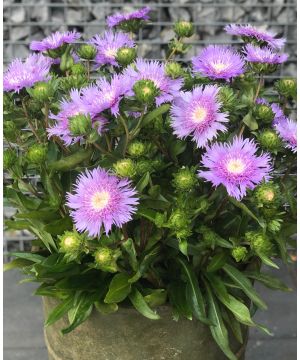 Stokesia laevis Mega Mels
