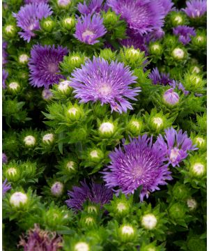 Stokesia Mel's Blue