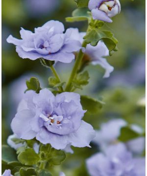 Sutera diffusus Baristo Double Lavender