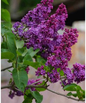 Syringa Andenken an Ludwig Spath