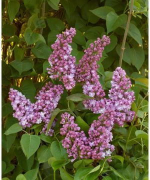 Syringa vulgaris Belle de Nancy