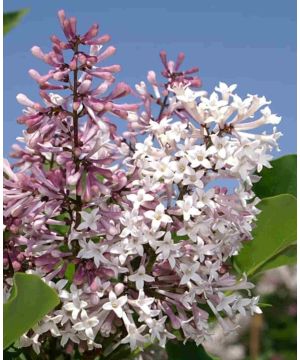 Syringa patula Miss Kim
