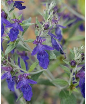 Teucrium fruticans Curacao