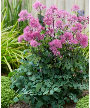 Thalictrum Little Pinkie