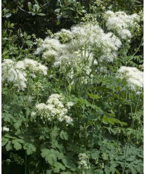 Thalictrum Nimbus White