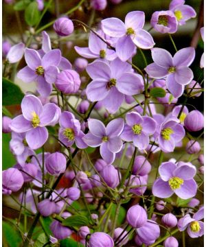 Thalictrum Splendide