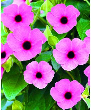 Thunbergia Sunny Susy Pink Beauty