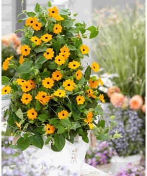 Thunbergia alata Sunny Susy Orange