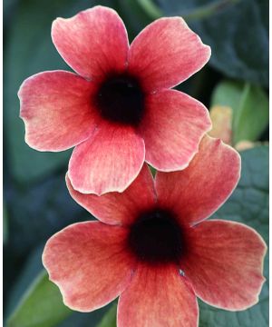 Thunbergia alata SunEyes Red