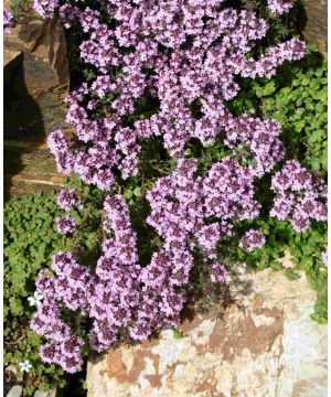 Thymus nitidus Peter Davis