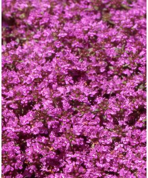 Thymus praecox coccineus