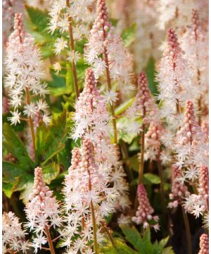 Tiarella cordifolia Pink Skyrocket
