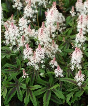 Tiarella Spring Symphony