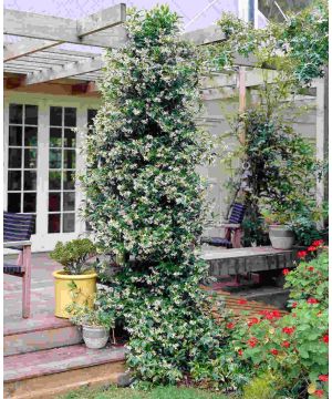 Trachelospermum Jasminoides 