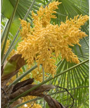 Trachycarpus fortunei