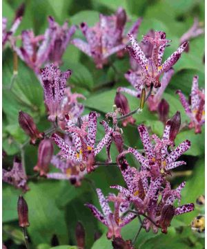 Tricyrtis 'Sinonome'
