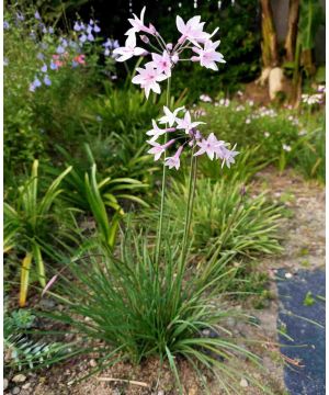 Tulbaghia hybrida Ashanti