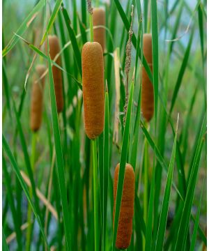 Typha Angustifolia