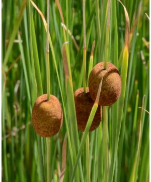 Typha minima