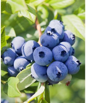 Vaccinium corymbosum Liberty