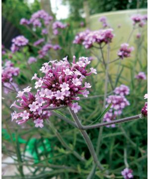 Verbena bonariensis 'Lollipop'