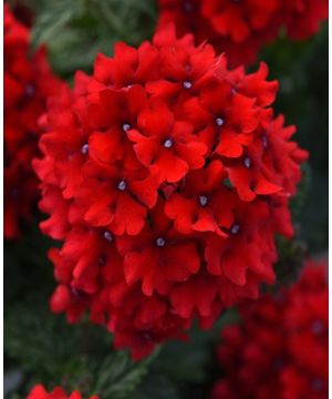 Verbena Endurascape Red