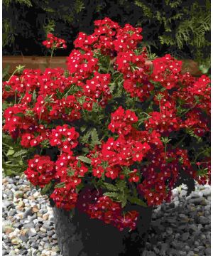 Verbena hybrida Lanai Scarlet