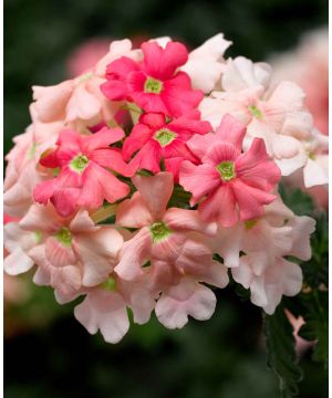 Verbena hybrida Magelana Peach