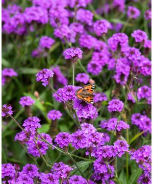 Verbena Santos Purple