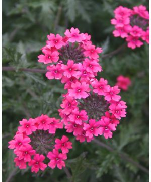 Verbena Sissinghurst