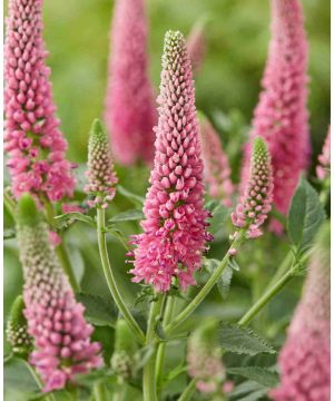 Veronica longifolia First Love