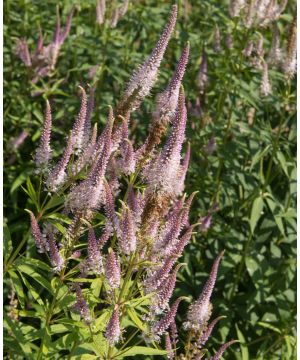Vertical Veronicastrum Trio