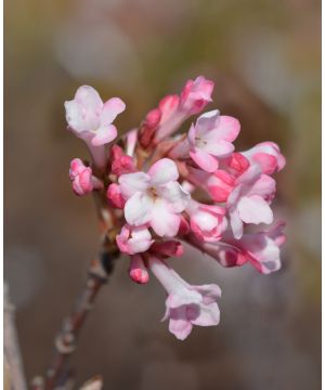 Viburnum bodnantense Charles Lamont