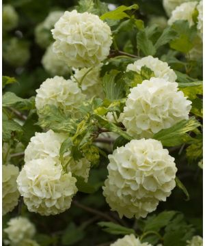 Viburnum opulus Roseum