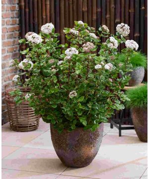 Viburnum tinus Rock 'n' Rolla