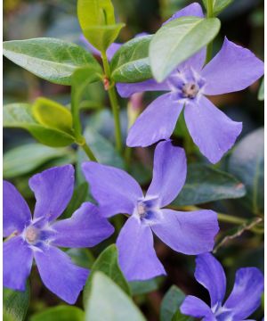 Vinca minor