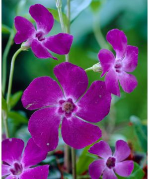 Vinca Minor Atropurpurea