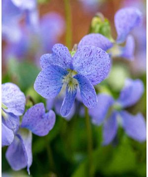 Viola sororia Dark Freckles