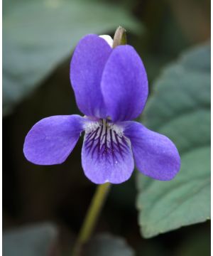 Viola labradorica