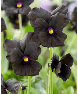 Viola cornuta 'Molly Sanderson'