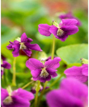 Viola x hybrida Red Cloud 