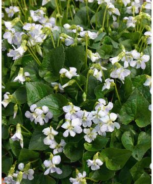 Viola sororia Freckles