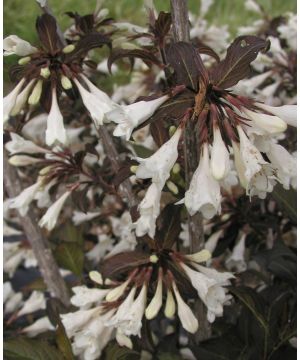 Weigela Black and White
