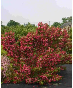 Weigela florida Brigela 