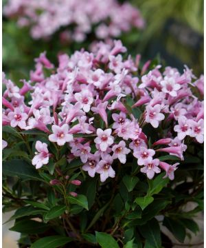 Weigela florida Pink Poppet