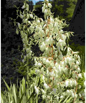 Yucca filamentosa Color Guard